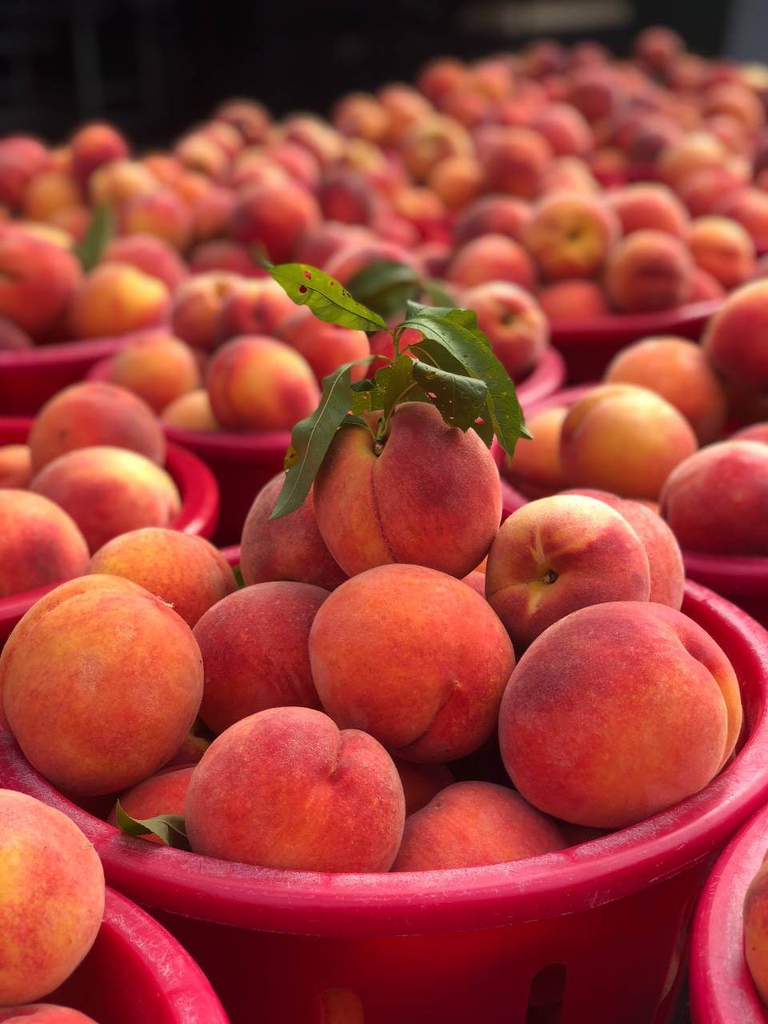 Baskets and baskets of Bennett Peaches with leaves still attached. It does not get any fresher than that!